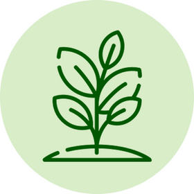 Plant Based